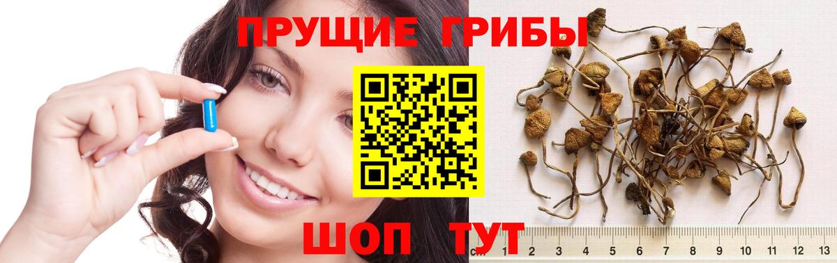 Псилоцибиновые грибы Psilocybine cubensis Чапаевск